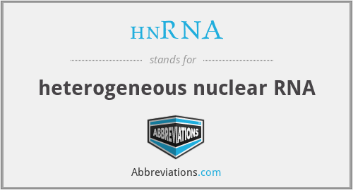 What does HNRNA stand for?